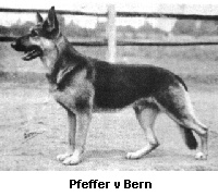 Pfeffer von Bern