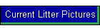 Current Litter Pictures